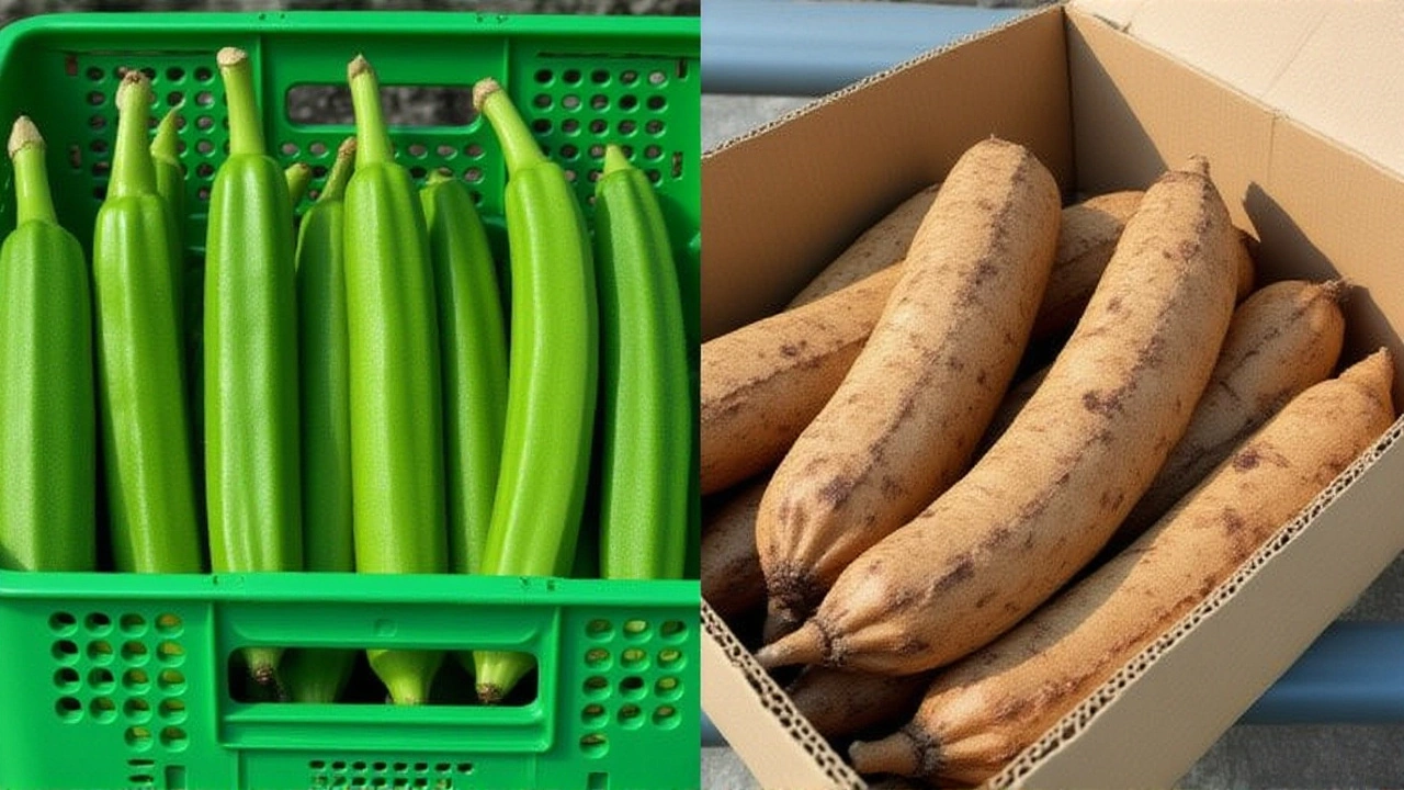 Agromar Fresh Exports 200 Tons Weekly of Costa Rican Cassava and Honduran Okra Amid U.S. Tariff Relief and EU Wax Ban