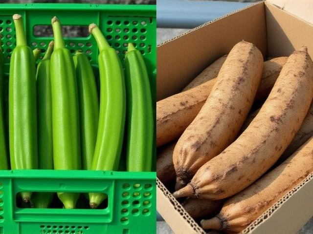 Agromar Fresh Exports 200 Tons Weekly of Costa Rican Cassava and Honduran Okra Amid U.S. Tariff Relief and EU Wax Ban